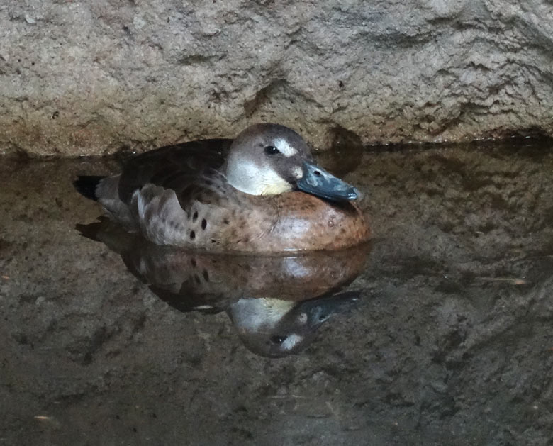 Amazonasente am 6. August 2016 im Südamerikahaus im Grünen Zoo Wuppertal