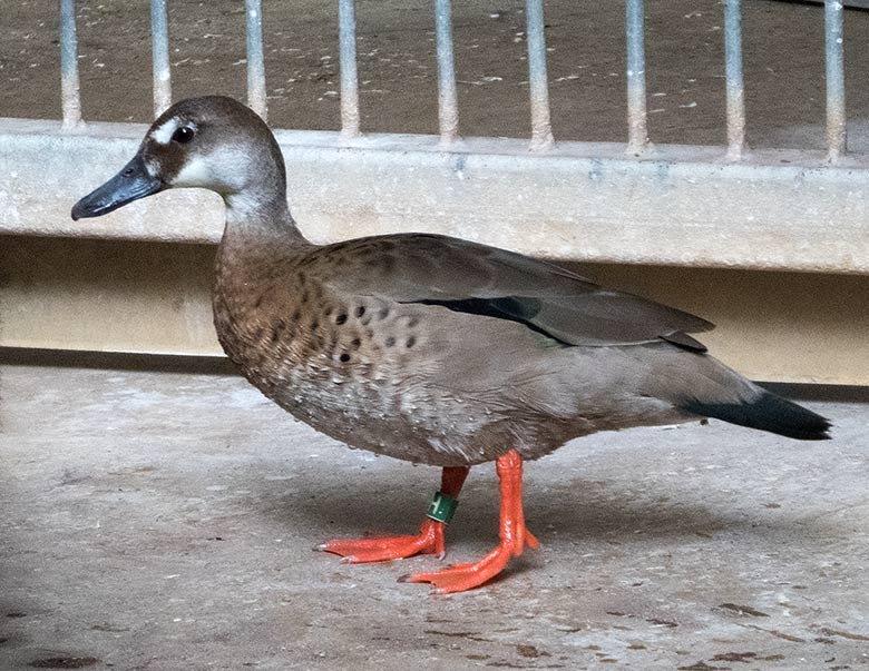 Amazonasenten Männchen und Weibchen am 9. September 2018 auf dem nackten Zementboden im Südamerikahaus im Grünen Zoo Wuppertal