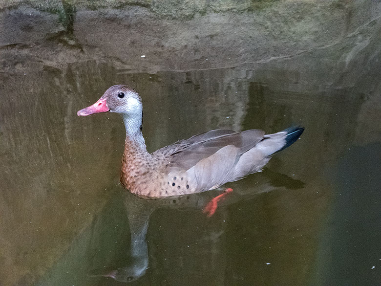 Amazonasenten Männchen und Weibchen am 9. September 2018 auf dem Wasser im Südamerikahaus im Grünen Zoo Wuppertal