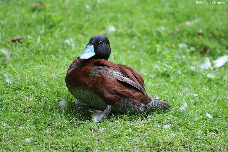 Argentinische Ruderente im Wuppertaler Zoo im August 2006 (Foto Peter Emmert)