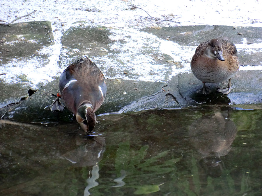 Männliche und weibliche Baikalente im Zoo Wuppertal im Februar 2013