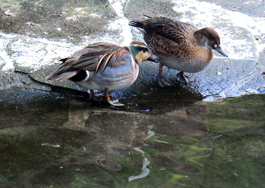 Baikalenten im Wuppertaler Zoo im Februar 2013