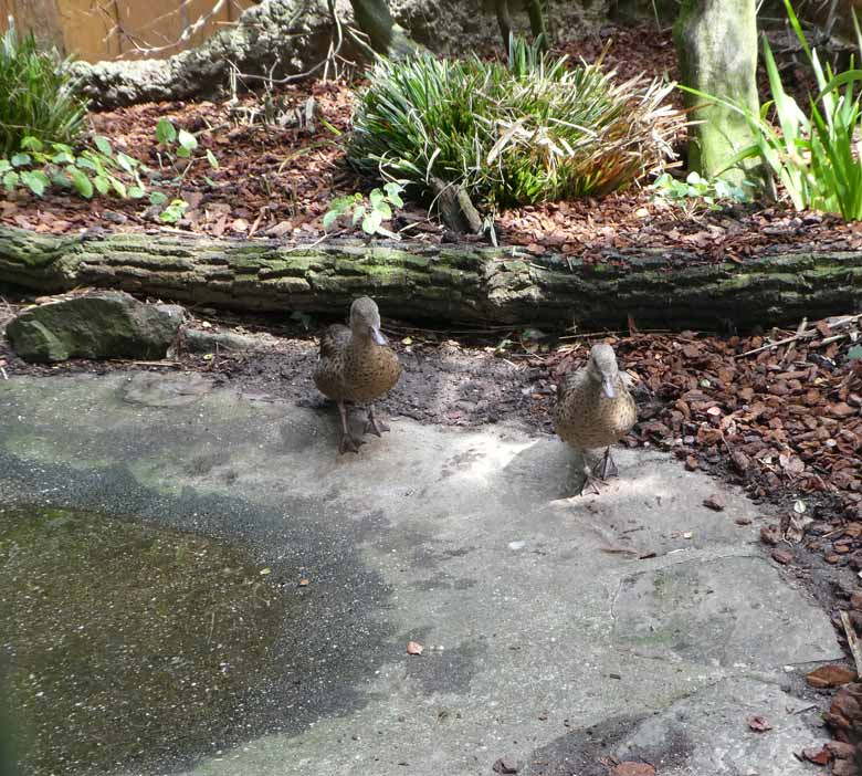 Bernierenten am 14. Juli 2017 in der Madagaskar-Voliere im Grünen Zoo Wuppertal