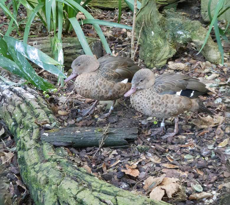 Bernierenten-Paar am 23. Februar 2019 in der Madagaskar-Voliere neben dem historischen Gebäude der Zoo-Direktion im Grünen Zoo Wuppertal