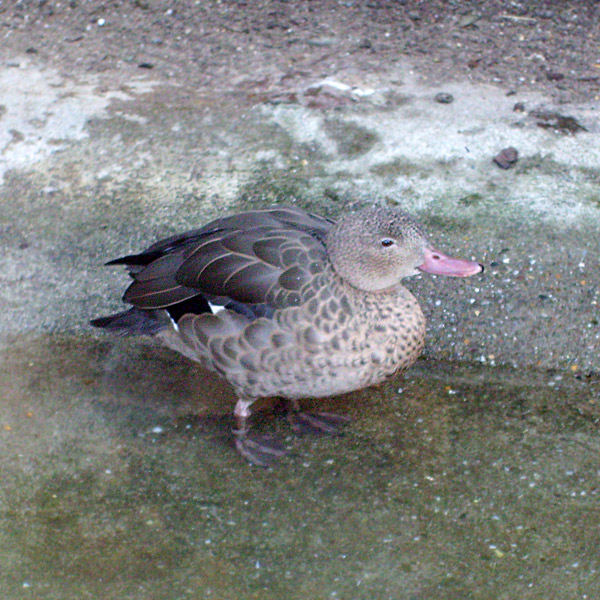 Bernierente im Wuppertaler Zoo im Januar 2009