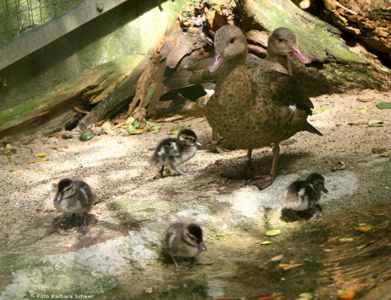 Bernierenten im Zoo Wuppertal (Foto Barbara Scheer)