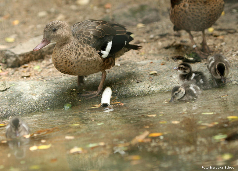 Bernierenten im Zoologischen Garten Wuppertal (Foto Barbara Scheer)