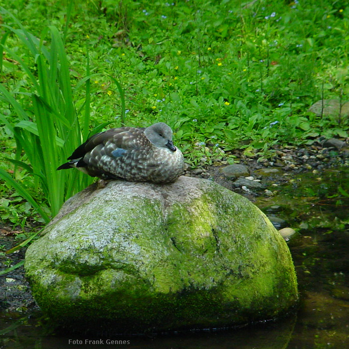 Blauflügelgans im Wuppertaler Zoo im Juni 2004 (Foto Frank Gennes)