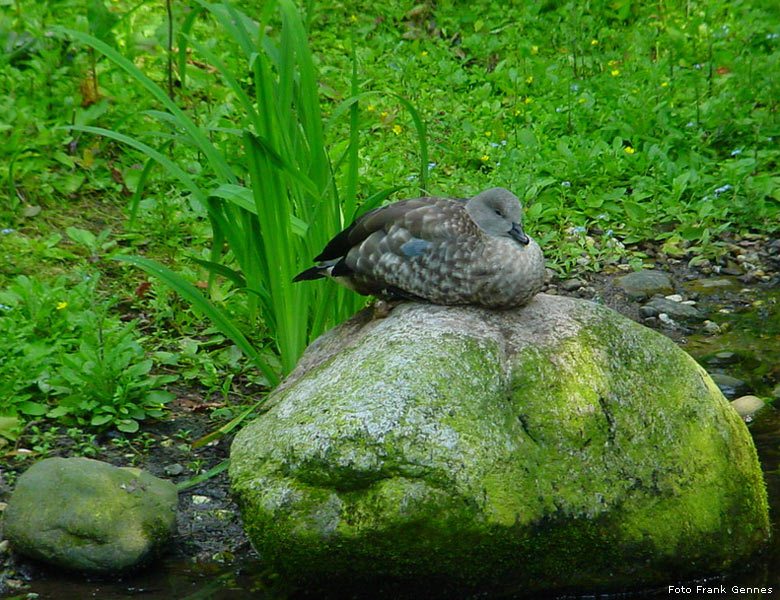 Blauflügelgans im Zoologischen Garten Wuppertal im Juni 2004 (Foto Frank Gennes)