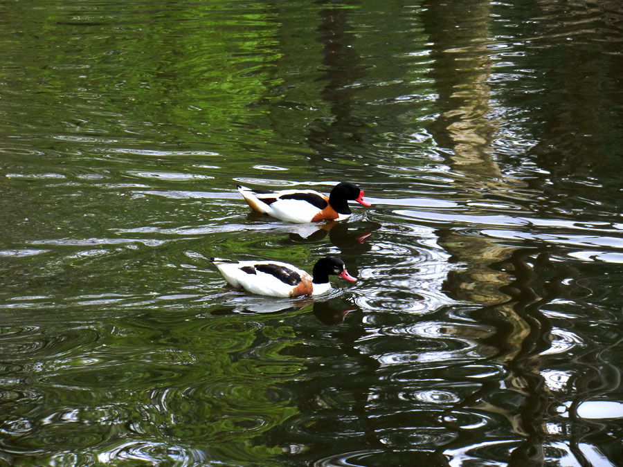 Brandgänse im Zoo Wuppertal im April 2011