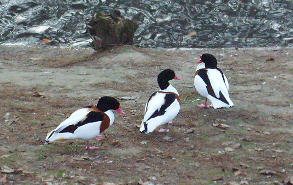 Brandgänse im Wuppertaler Zoo im Dezember 2008