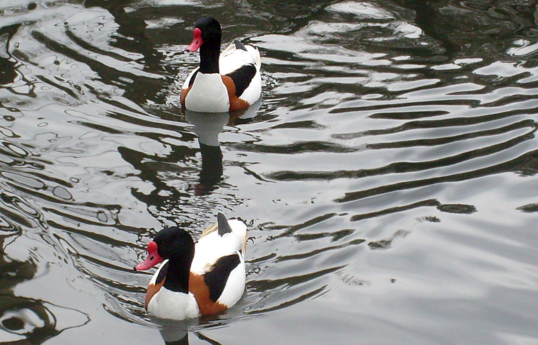 Brandgänse im Wuppertaler Zoo im Februar 2009