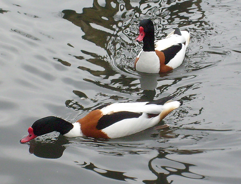 Brandgänse im Zoo Wuppertal im Februar 2009