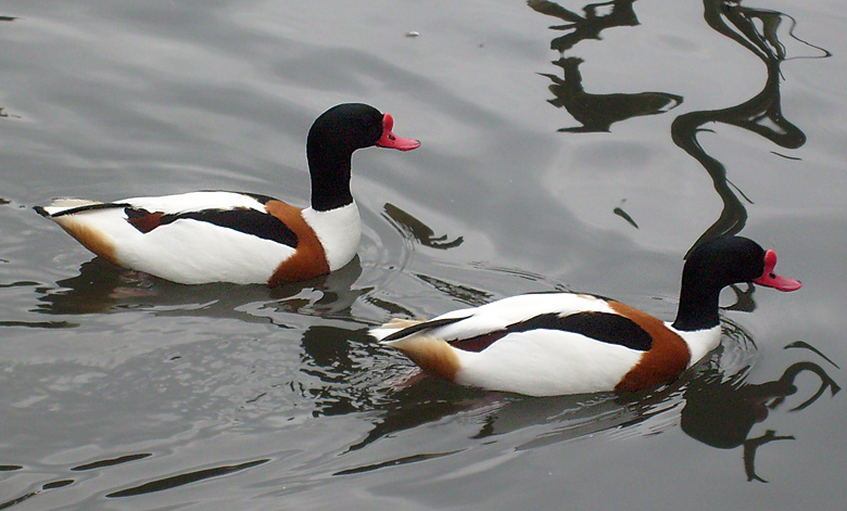 Brandgänse im Zoo Wuppertal im Februar 2009