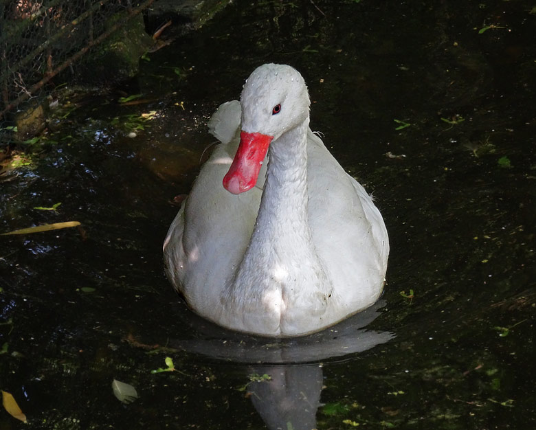 Coscorobaschwan am 13. Mai 2016 auf dem Wasser der Anlage für den Paradieskranich im Zoologischen Garten der Stadt Wuppertal