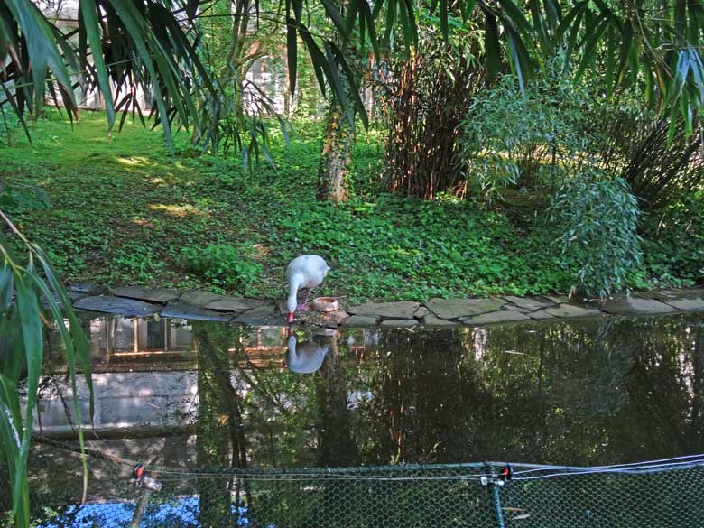 Coscorobaschwan am 27. Mai 2016 auf der Anlage des Paradieskranich am Vogelhaus im Zoo Wuppertal