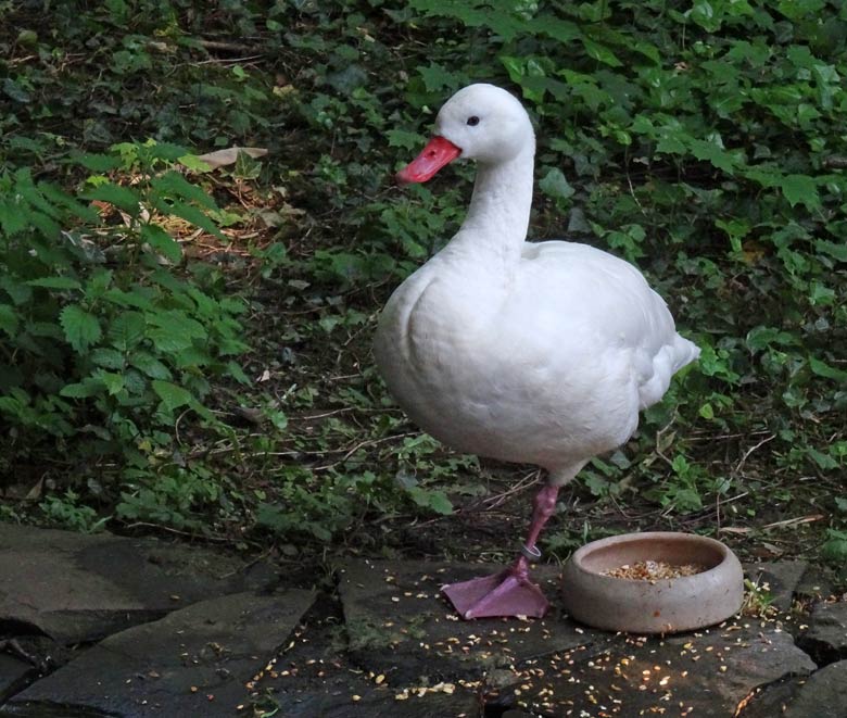 Coscorobaschwan am 27. Mai 2016 im Zoologischen Garten der Stadt Wuppertal