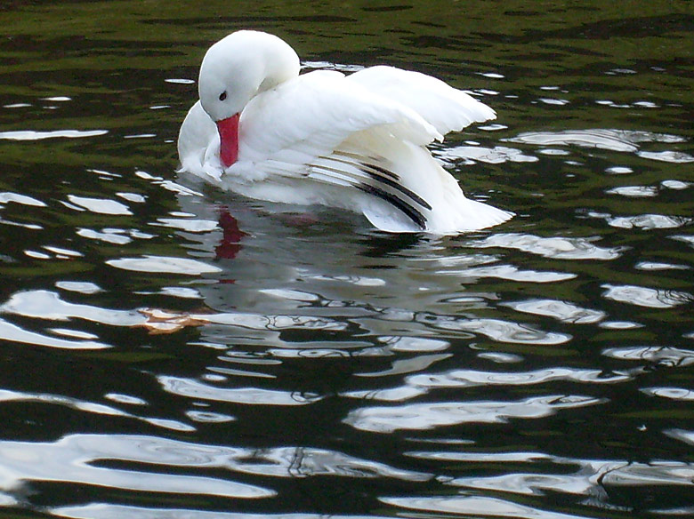 Coscorobaschwan im Zoologischen Garten Wuppertal im Januar 2009