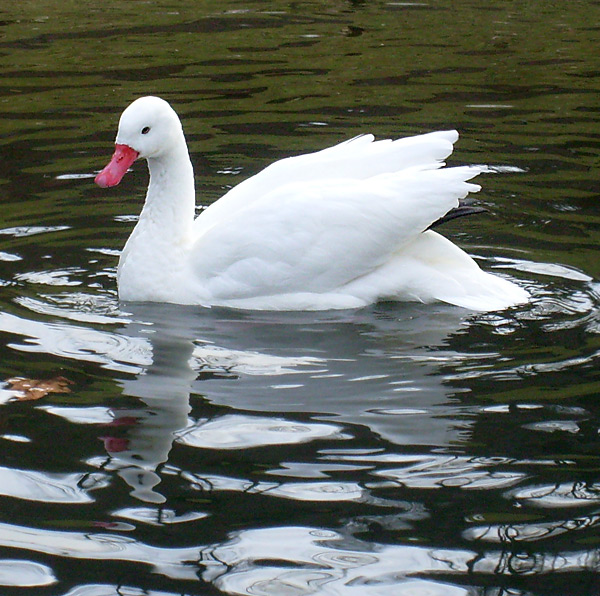 Coscorobaschwan im Wuppertaler Zoo im Januar 2009