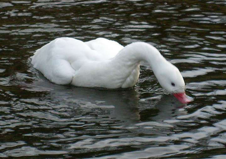 Coscorobaschwan im Zoo Wuppertal im Januar 2009