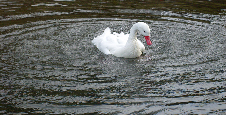 Coscorobaschwan im Wuppertaler Zoo im Januar 2009