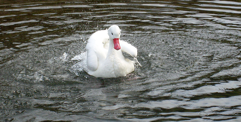 Coscorobaschwan im Zoologischen Garten Wuppertal im Januar 2009