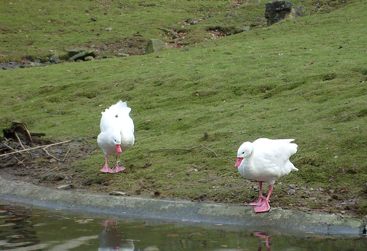 Coscorobaschwäne im Zoo Wuppertal im Januar 2009