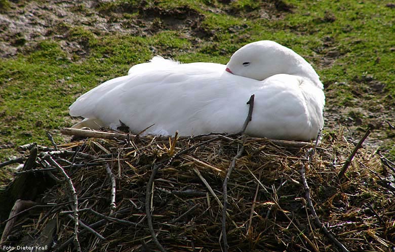 Coscorobaschwan im Wuppertaler Zoo im März 2008 (Foto Dieter Kraß)