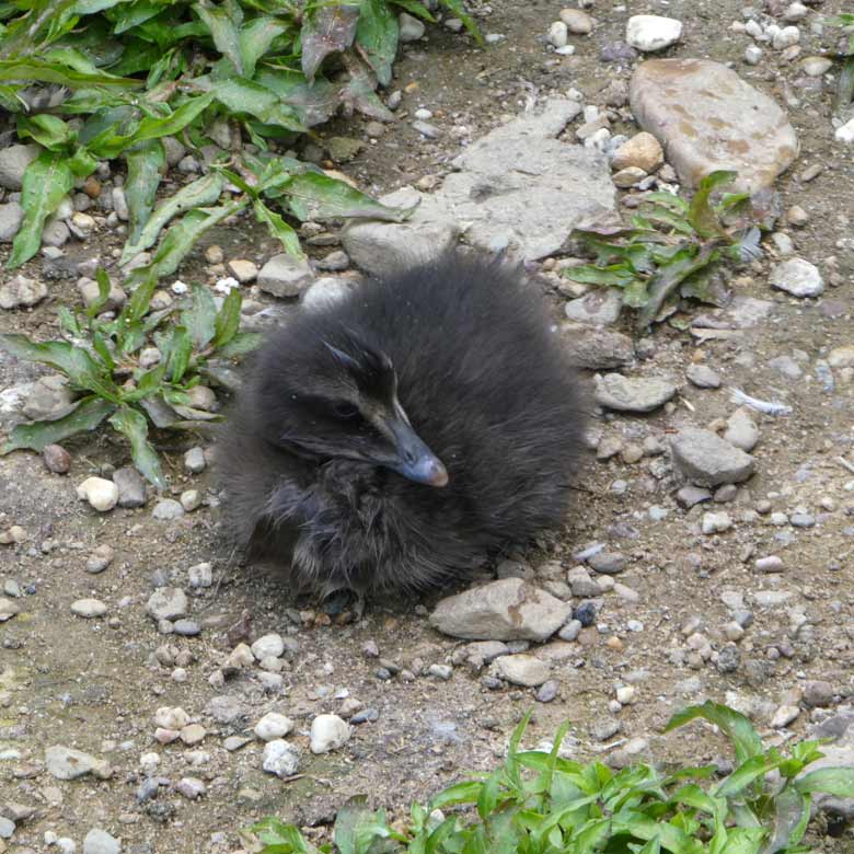 Eiderente mit Küken am 10. Juni 2017 im Zoologischen Garten der Stadt Wuppertal