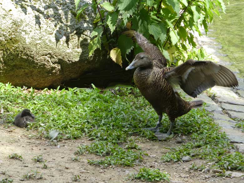 Eiderente mit Küken am 10. Juni 2017 im Grünen Zoo Wuppertal