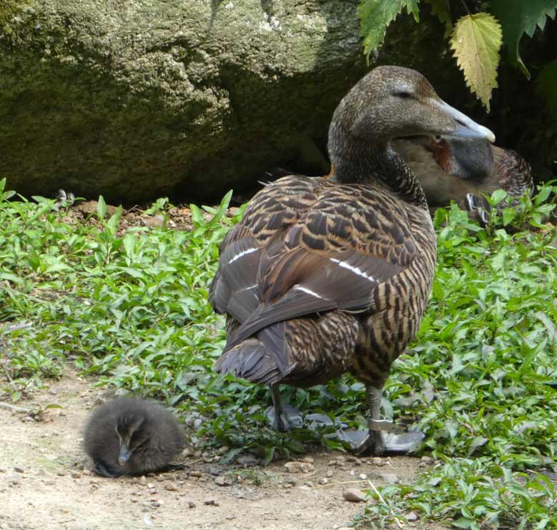 Eiderente mit Küken am 10. Juni 2017 im Wuppertaler Zoo