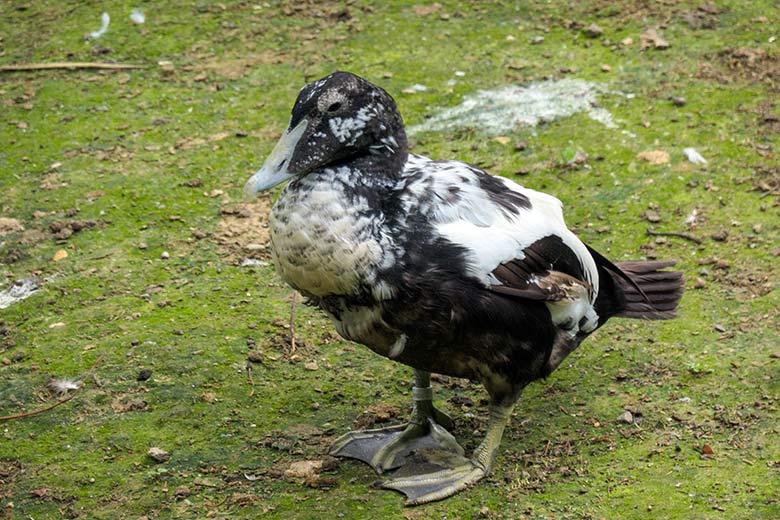 Männliche Eiderente im Schlicht- und Ruhekleid am 28. Juni 2021 auf der Außenanlage am Teich für Wassergeflügel im Zoologischen Garten der Stadt Wuppertal