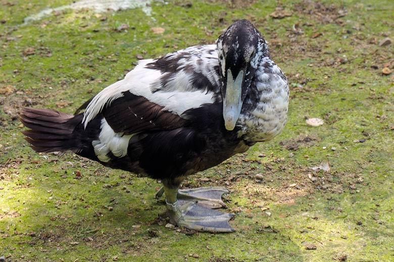 Männliche Eiderente im Schlicht- und Ruhekleid am 28. Juni 2021 auf der Außenanlage am Teich für Wassergeflügel im Wuppertaler Zoo