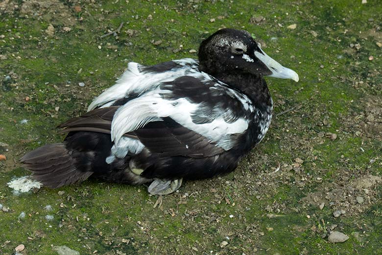 Männliche Eiderente im Schlicht- und Ruhekleid am 3. Juli 2021 auf der Außenanlage am Teich für Wassergeflügel im Wuppertaler Zoo