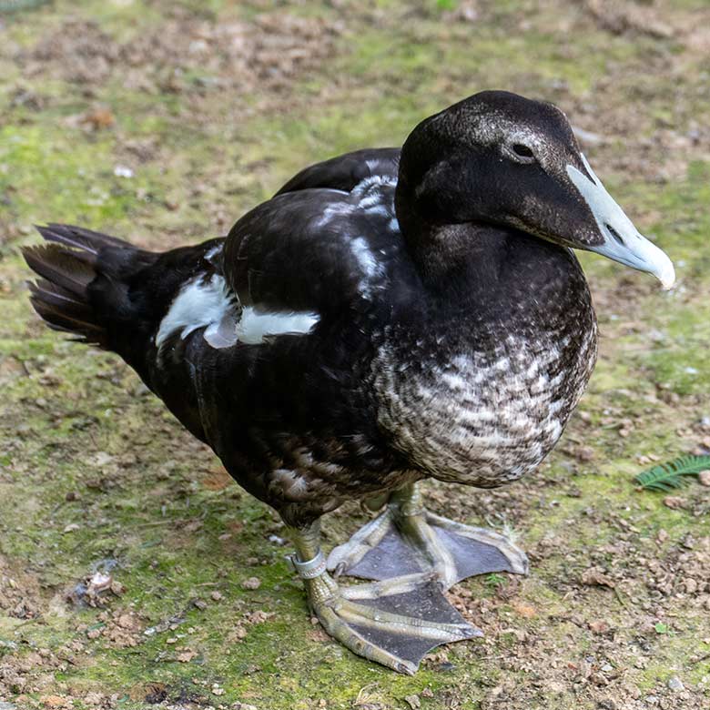 Männliche Eiderente im Schlicht- und Ruhekleid am 26. Juli 2021 auf der Außenanlage am Teich für Wassergeflügel im Grünen Zoo Wuppertal