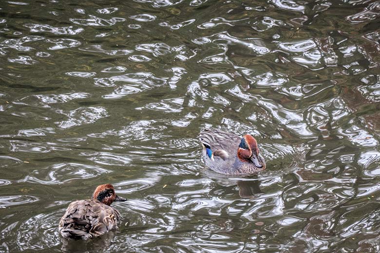 Europäische Krickenten am 27. Oktober 2020 auf dem Teich für Wassergeflügel in der Nähe des Blumen-Rondells im Zoologischen Garten Wuppertal