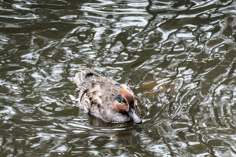 Europäische Krickente am 27. Oktober 2020 auf dem Teich für Wassergeflügel in der Nähe des Blumen-Rondells im Wuppertaler Zoo