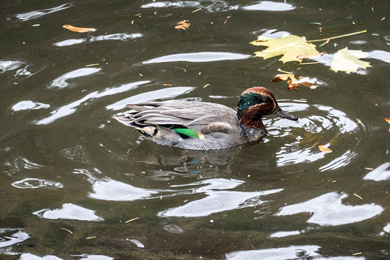 Europäische Krickente am 27. Oktober 2020 auf dem Teich für Wassergeflügel in der Nähe des Blumen-Rondells im Grünen Zoo Wuppertal