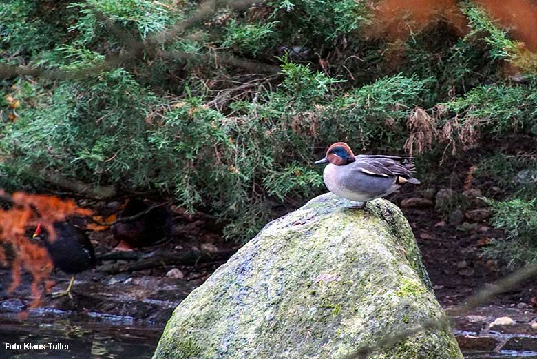 Männliche Europäische Krickente am 10. November 2021 am Teich für Wasser-Geflügel im Grünen Zoo Wuppertal (Foto Klaus Tüller)