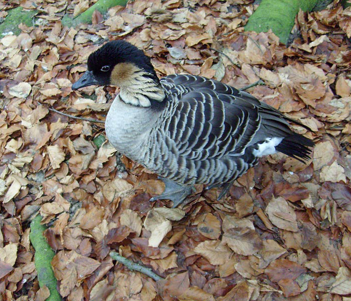 Hawaiigans im Wuppertaler Zoo im Dezember 2008