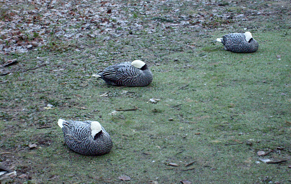 Kaisergänse im Wuppertaler Zoo im Dezember 2008