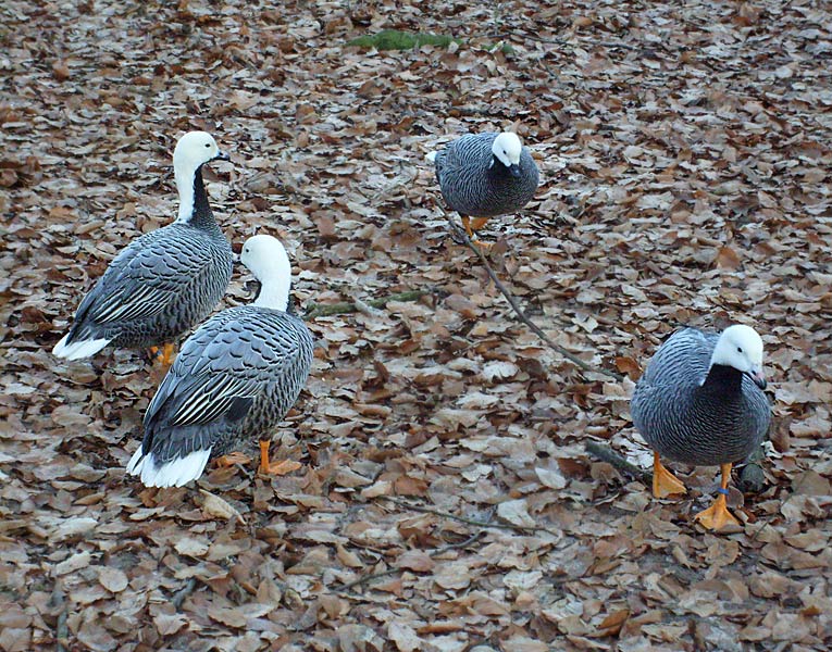 Kaisergänse im Zoo Wuppertal im Januar 2009