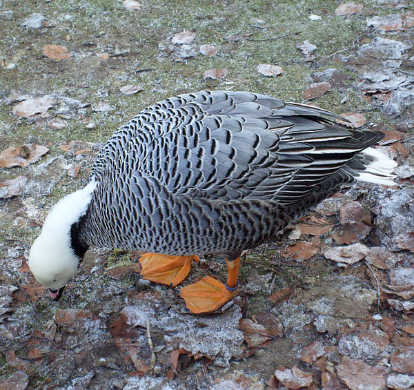 Kaisergans im Wuppertaler Zoo im Januar 2009