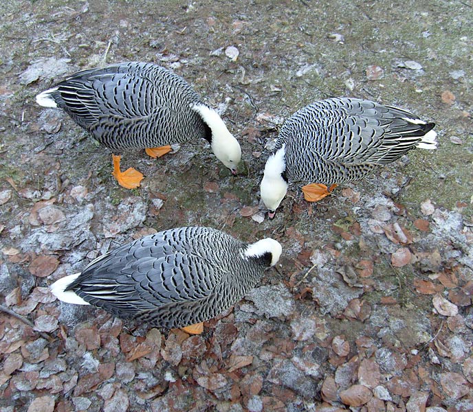 Kaisergänse im Zoologischen Garten Wuppertal im Januar 2009