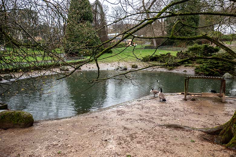 Kanadagans-Paar am 31. März 2023 am Kleinen Enten-Teich im Grünen Zoo Wuppertal