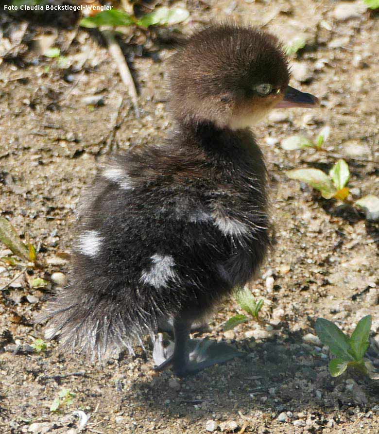 Kappensäger-Küken am 12. Mai 2018 am Teich am Bluenrondell im Zoologischen Garten Wuppertal (Foto Claudia Böckstiegel-Wengler)