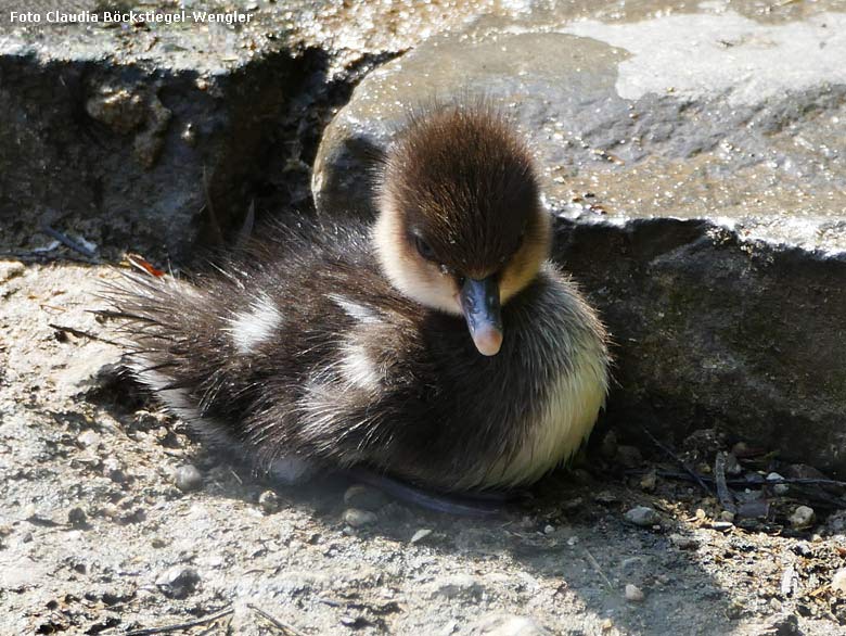 Kappensäger-Küken am 12. Mai 2018 am Teich am Bluenrondell im Zoo Wuppertal (Foto Claudia Böckstiegel-Wengler)