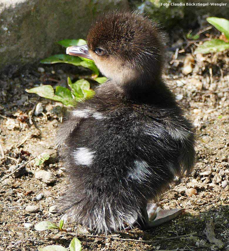 Kappensäger-Küken am 12. Mai 2018 am Teich am Bluenrondell im Grünen Zoo Wuppertal (Foto Claudia Böckstiegel-Wengler)