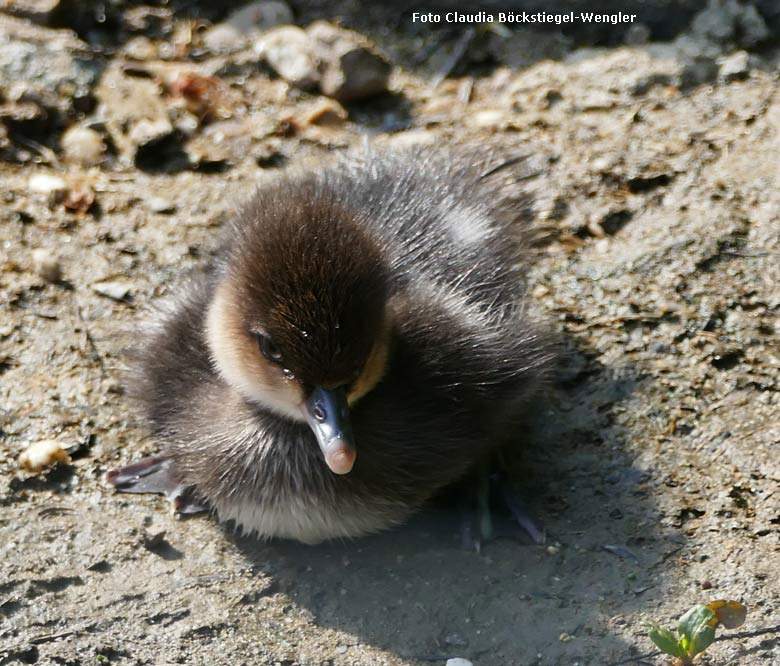 Kappensäger-Küken am 12. Mai 2018 am Teich am Bluenrondell im Wuppertaler Zoo (Foto Claudia Böckstiegel-Wengler)