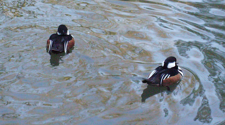 Kappensäger im Wuppertaler Zoo im Dezember 2008